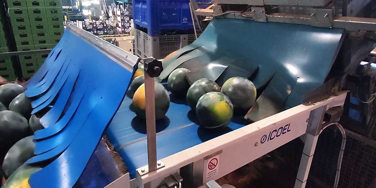 Calibrare angurie da 1,5 a 20 chili con un'unica macchina è possibile con CWM di ICOEL